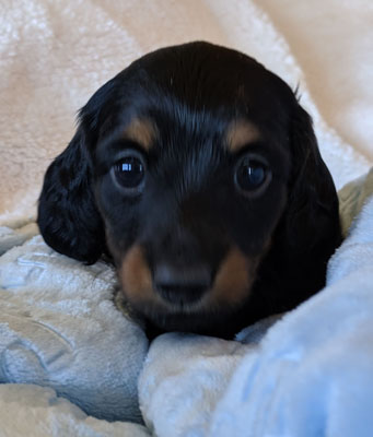 vom treuen wachter long haired mini dachshunds black male